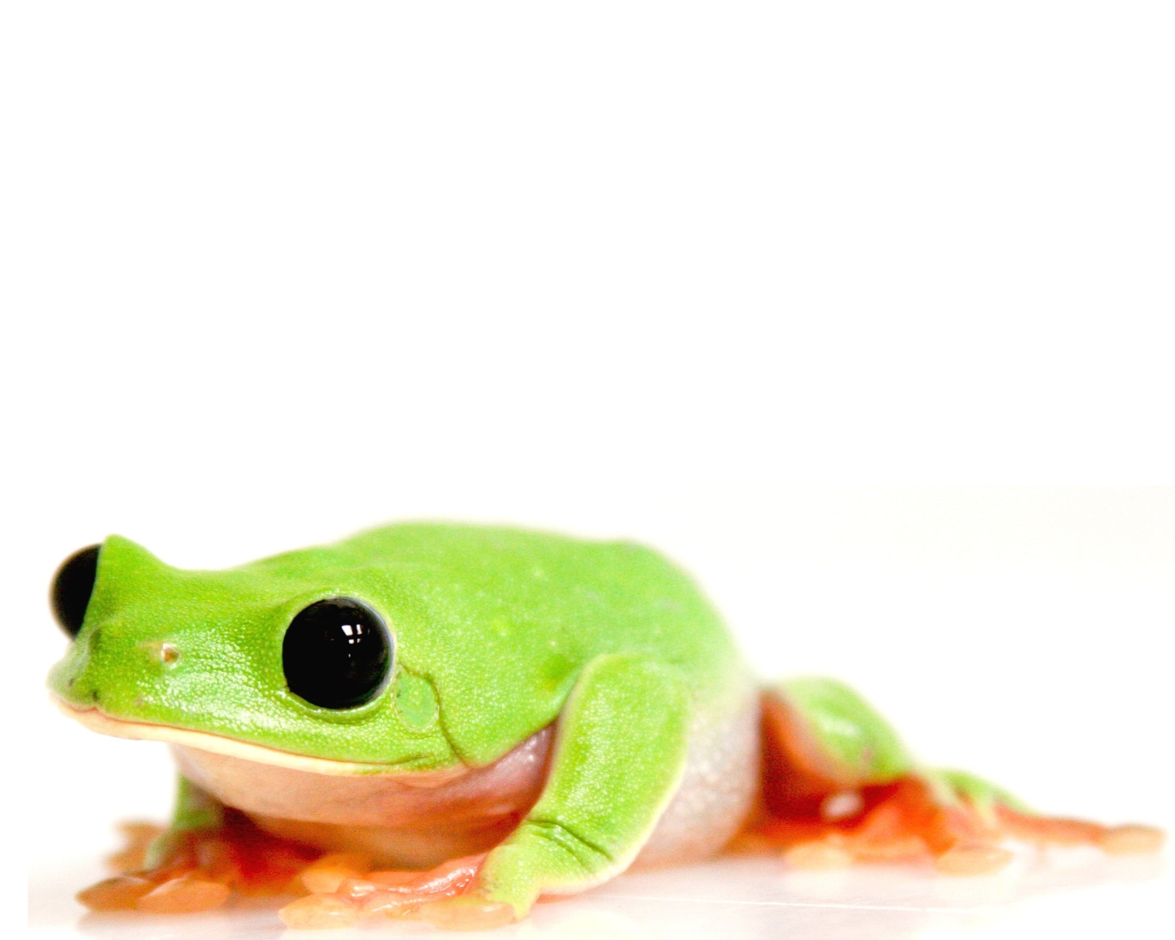 Amphibian photo 3358, Cal Zoo photo archive