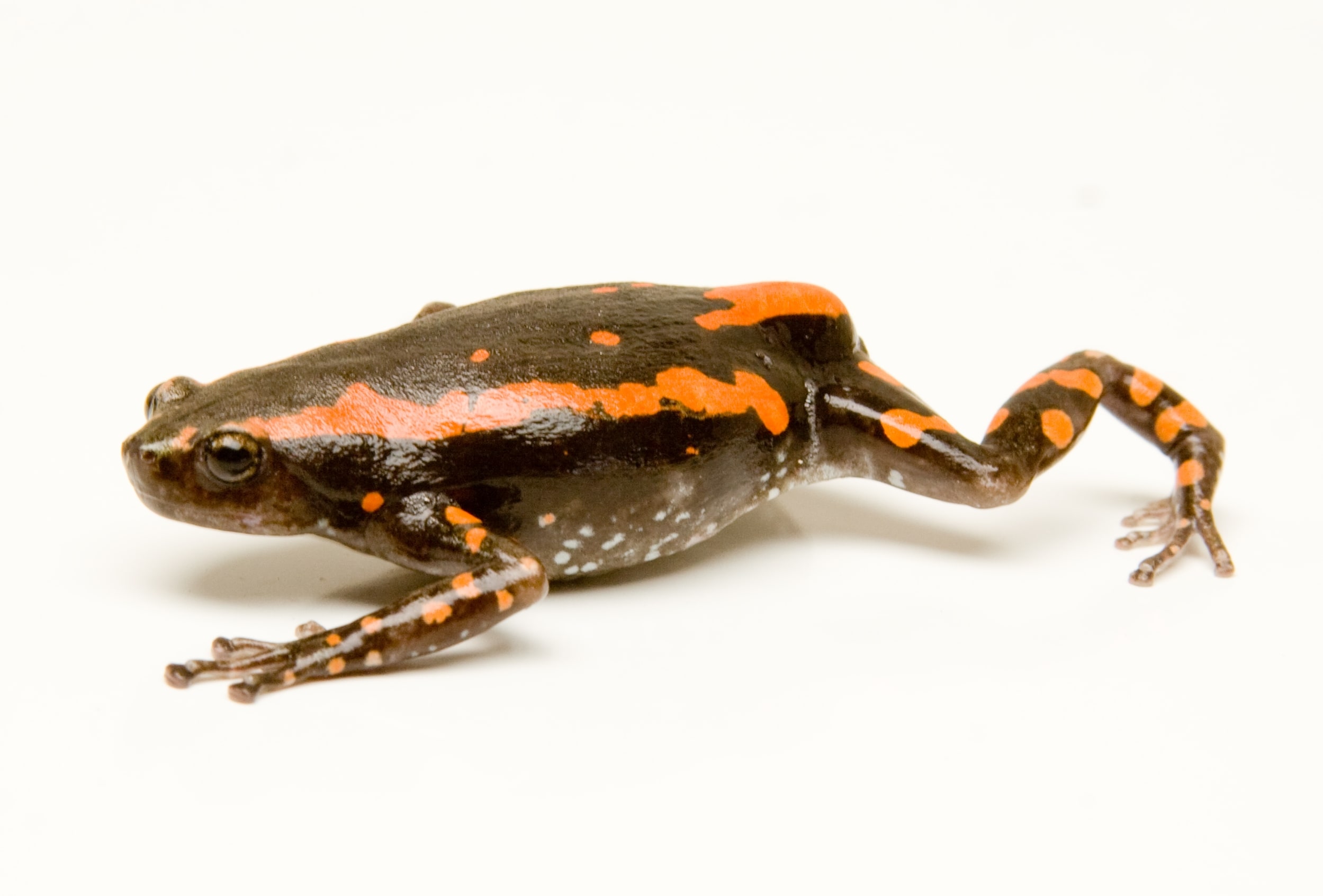 Amphibian photo 4003, Cal Zoo photo archive