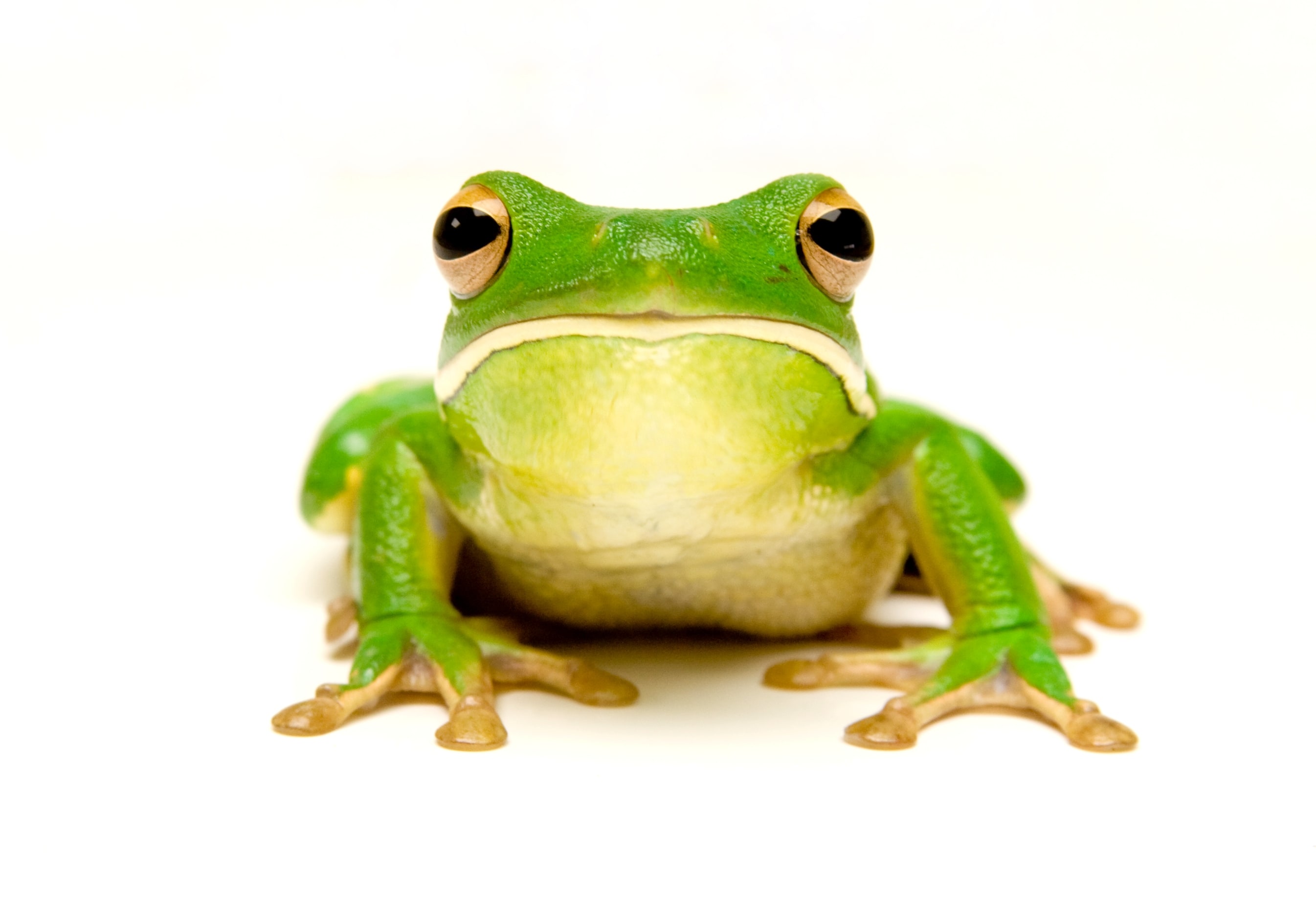 Amphibian photo 4025, Cal Zoo photo archive