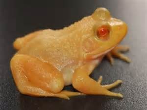 Albino bullfrog, Cal Zoo photo archive