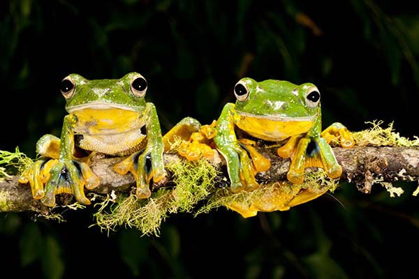 VietFlyingFrog019, Cal Zoo photo archive