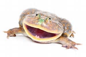Budgets Frog, Cal Zoo photo archive