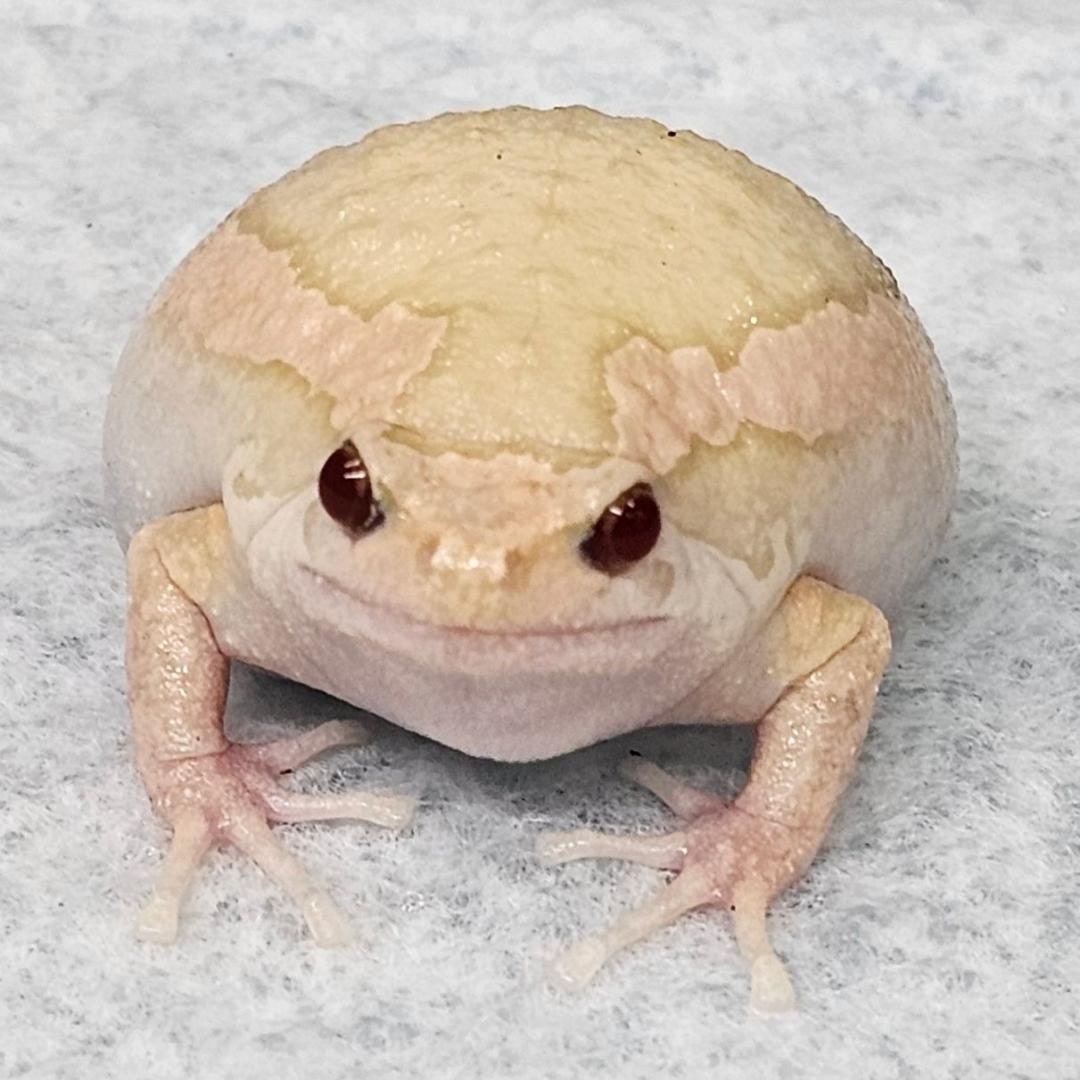 Chubby Albino, Cal Zoo photo archive