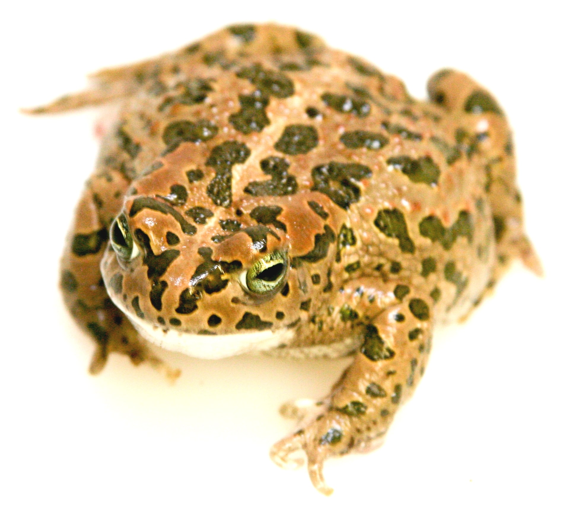 Euro Green Toad, Cal Zoo photo archive