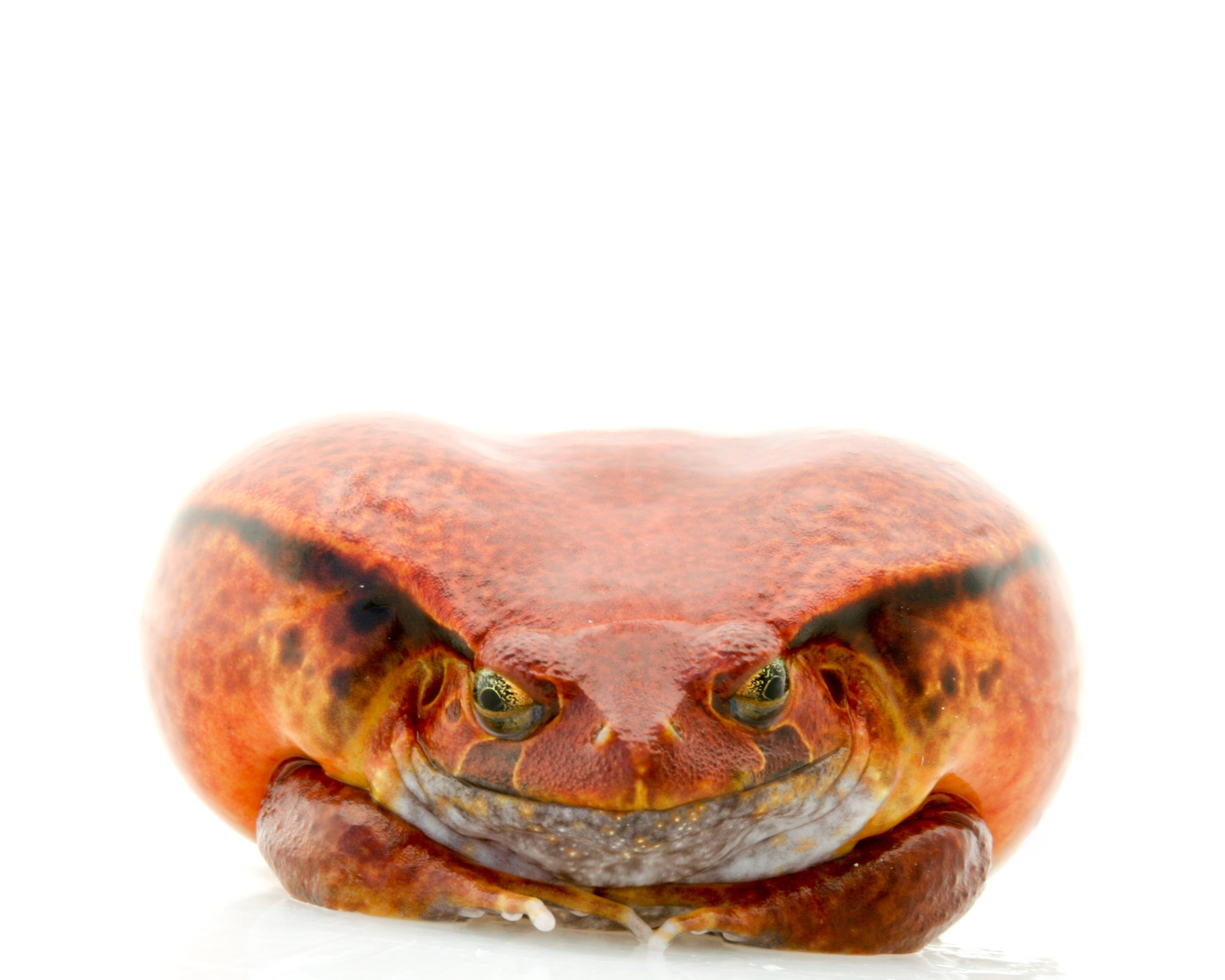 Frog Tomato (5), Cal Zoo photo archive