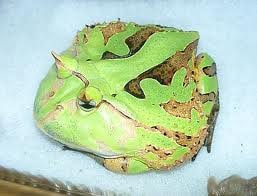 Horned Frog Caatinga Adult, Cal Zoo photo archive