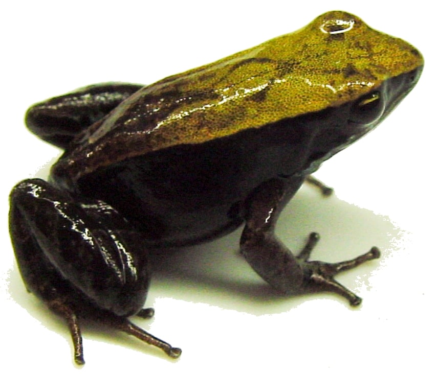 Mantella Assorted, Cal Zoo photo archive
