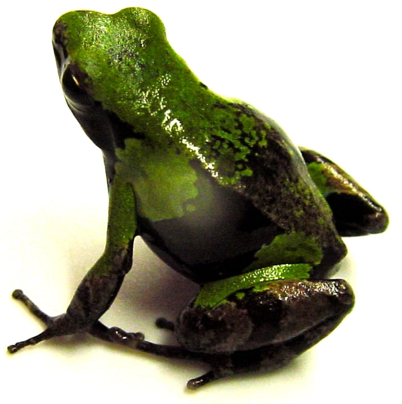 Mantella Avocado 01, Cal Zoo photo archive