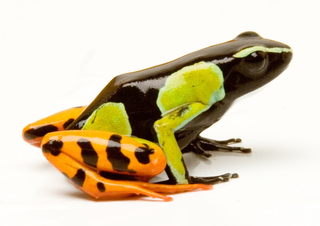 Mantella Beautiful 02, Cal Zoo photo archive