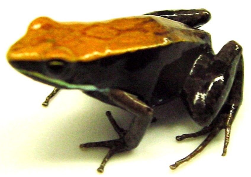 Mantella Brown 01, Cal Zoo photo archive