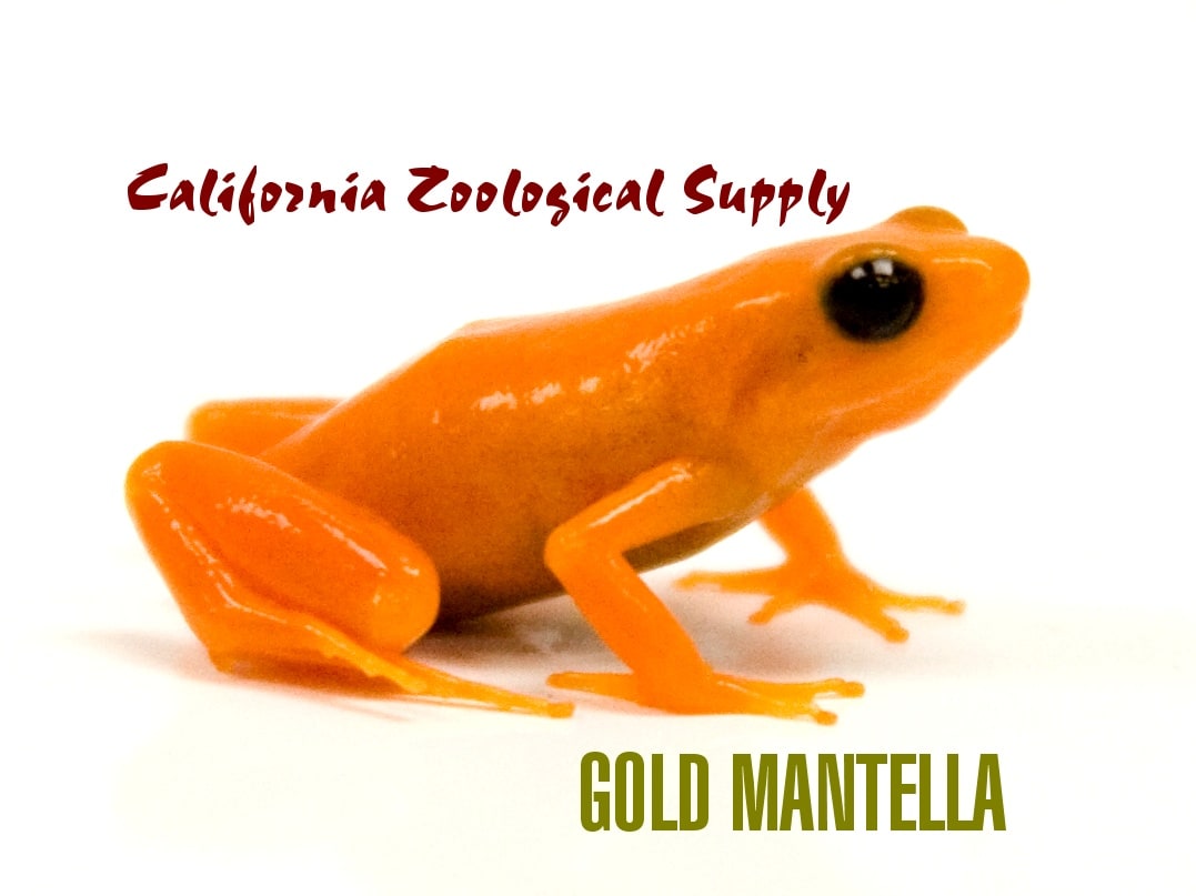 Mantella Gold, Cal Zoo photo archive