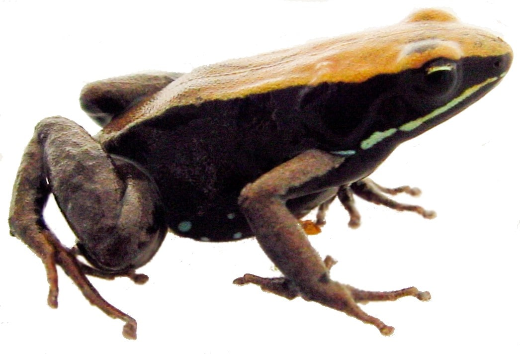 Mantella Leaf 01, Cal Zoo photo archive