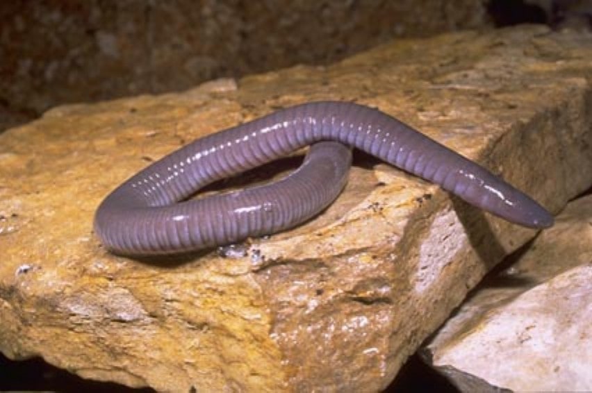 Mexican Burrowing Caecilian, Cal Zoo photo archive