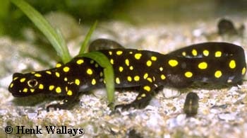 Newt Anatolian Yellow Spotted, Cal Zoo photo archive