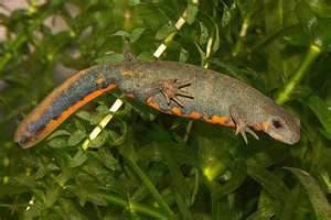 NEWT Blue Tail Flame Adult, Cal Zoo photo archive