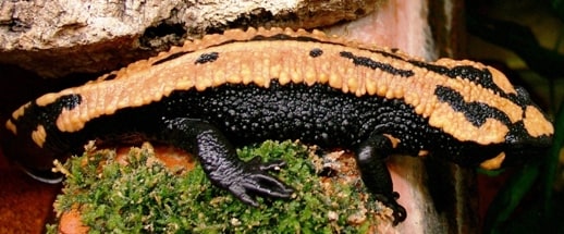 NEWT Paramesotriton Laoensis, Cal Zoo photo archive