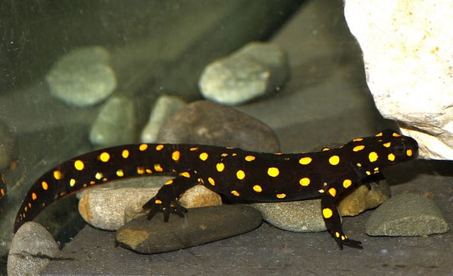 Newts Turkish, Cal Zoo photo archive