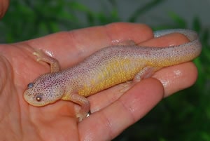 NEWTS Leucistic Spanish Rib ADULT, Cal Zoo photo archive