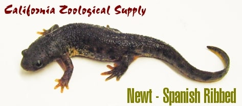 Newt SpanishRibbed, Cal Zoo photo archive