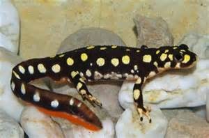 NEWTS SPOTTED LAKE, Cal Zoo photo archive