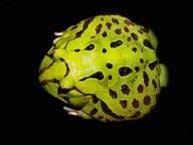 Pac Man Caatinga, Cal Zoo photo archive