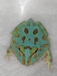Pacman Winter Mint, Cal Zoo photo archive