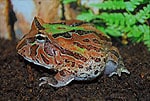 PacMan Fantasy ADULT, Cal Zoo photo archive