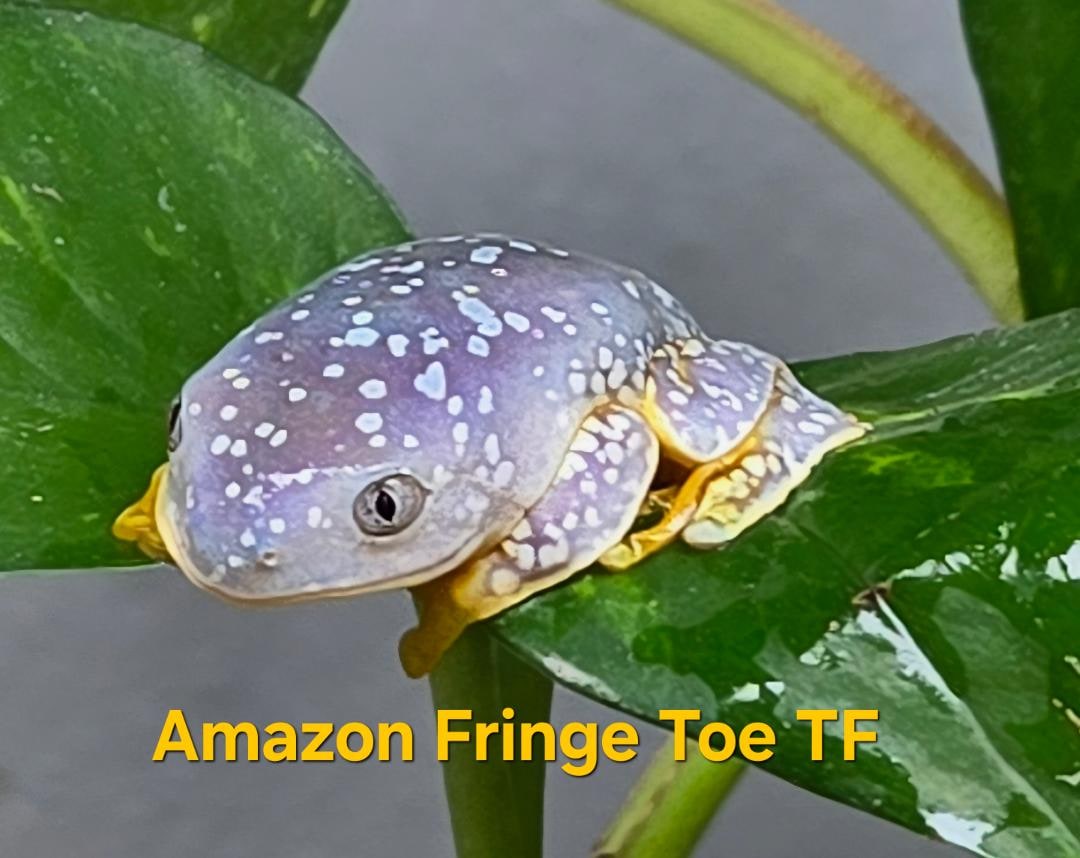 Tree Frog Amazon Fringe Toed, Cal Zoo photo archive