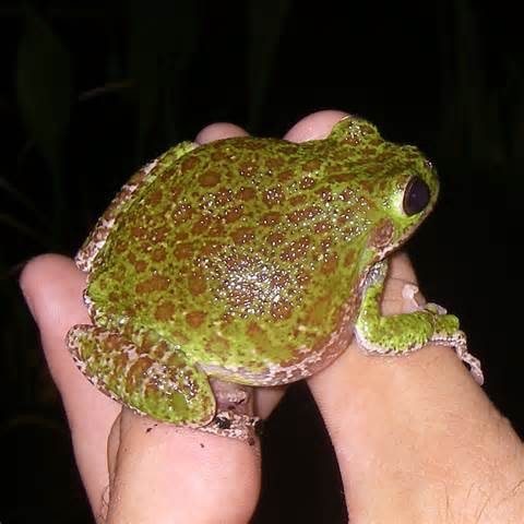 Tree Frog Barking2, Cal Zoo photo archive