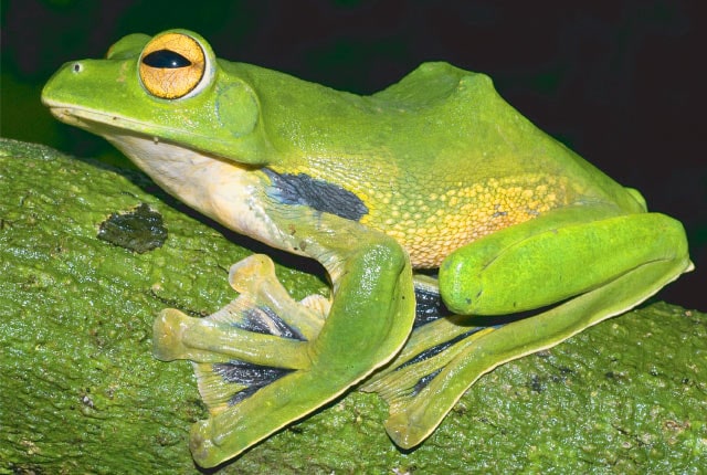 Tree Frog GIANT VIETNAM GLYDING, Cal Zoo photo archive