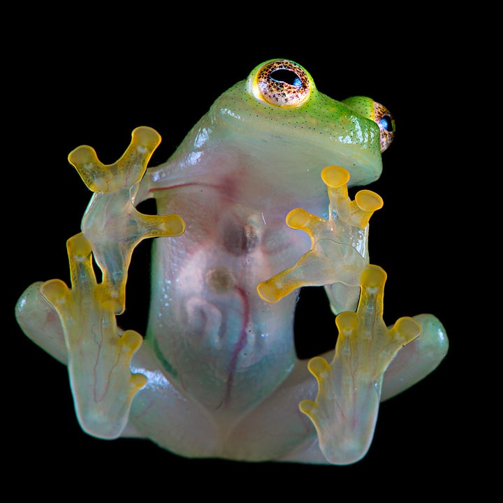 Tree Frog GLASS 2, Cal Zoo photo archive