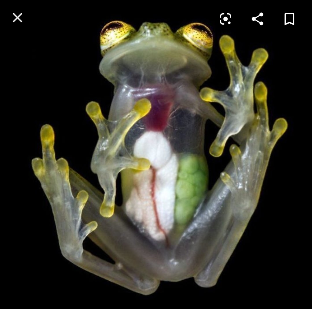 Tree Frog Glass Polka Dot Female Eggs, Cal Zoo photo archive