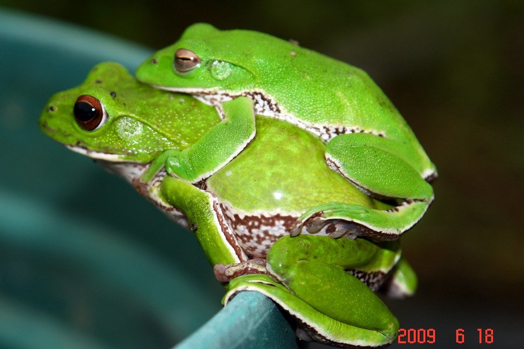 Tree Frog GLYDING JApanese Giant, Cal Zoo photo archive