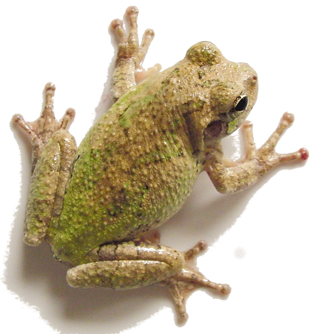 Tree Frog Grey 01, Cal Zoo photo archive