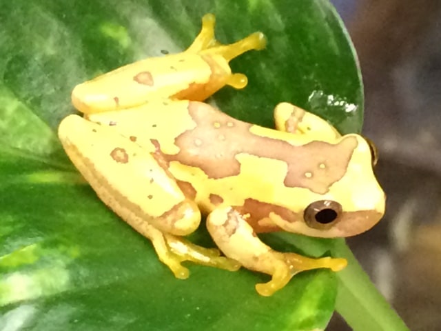 Tree Frog HOUR GLASS, Cal Zoo photo archive