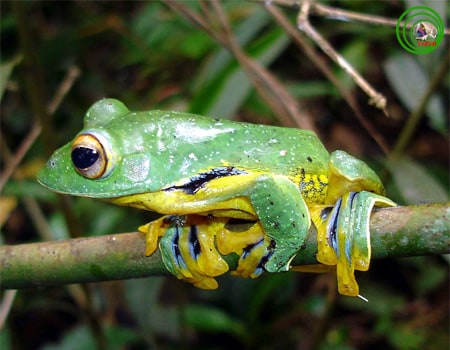 Tree Frog Laos Yellow Foot Glyding, Cal Zoo photo archive