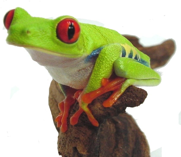 Tree Frog Red Eyed 05, Cal Zoo photo archive