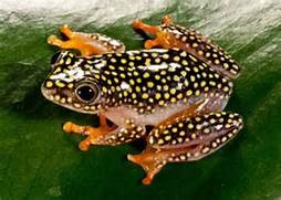 Tree Frog Starry Night Het Albog, Cal Zoo photo archive