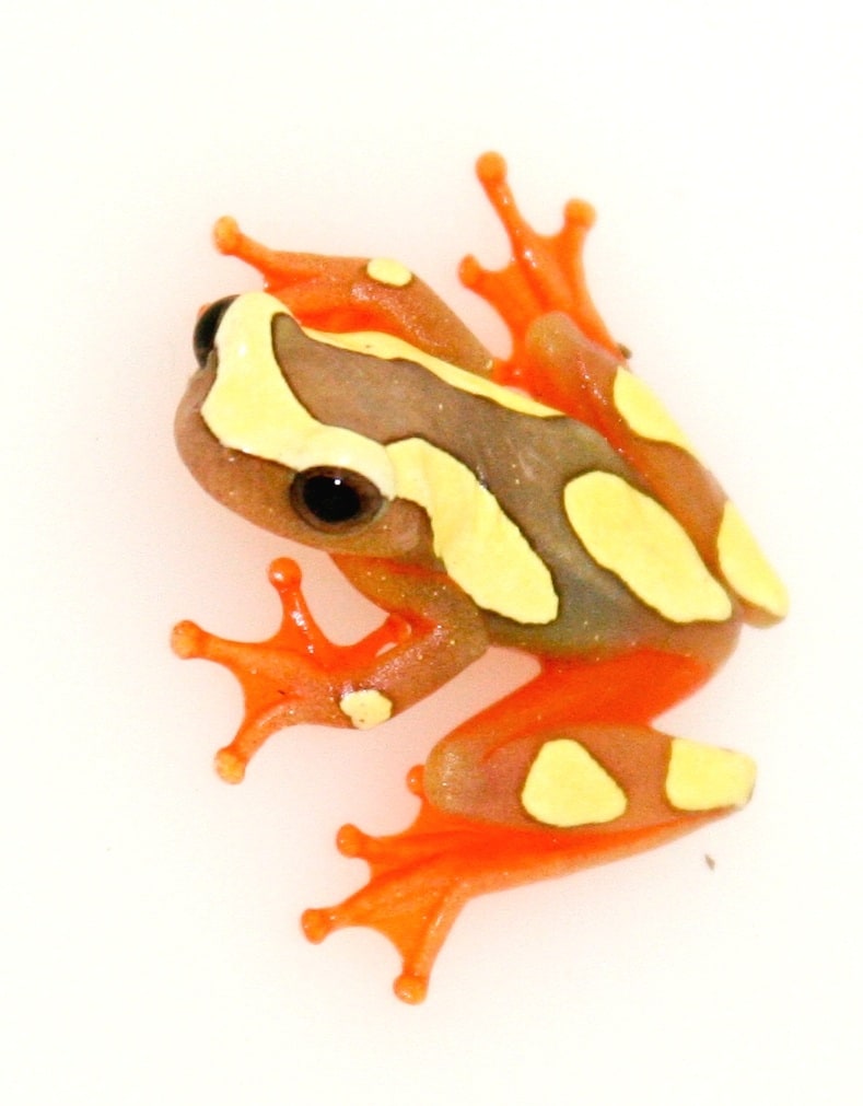 Tree Frog Suriname Clown True 01, Cal Zoo photo archive