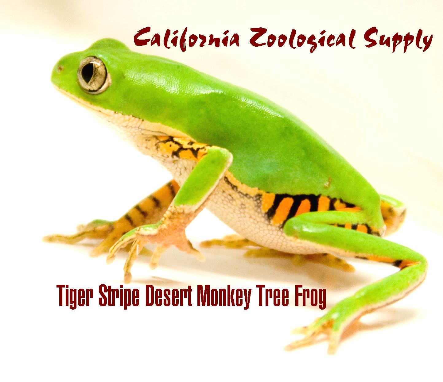 Tree Frog TigerStripeDesertMonkey, Cal Zoo photo archive