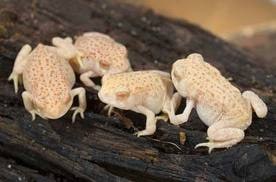 Toad Albino Woodhouse, Cal Zoo photo archive
