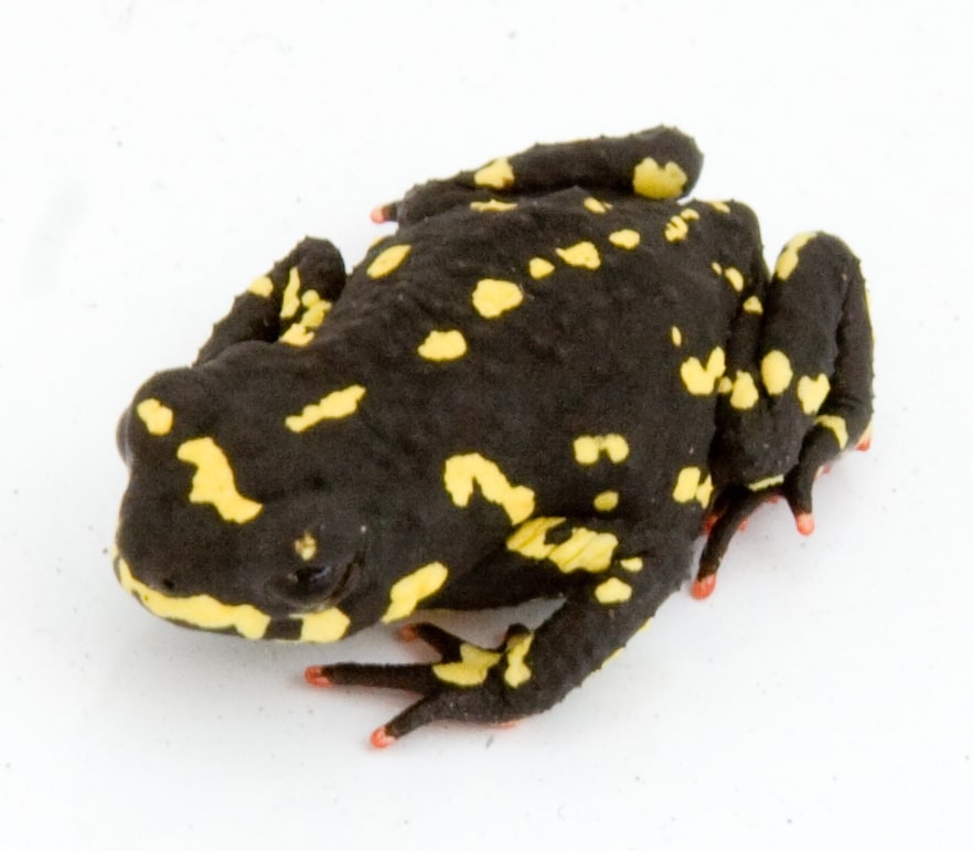 Toad Bumble Bee, Cal Zoo photo archive