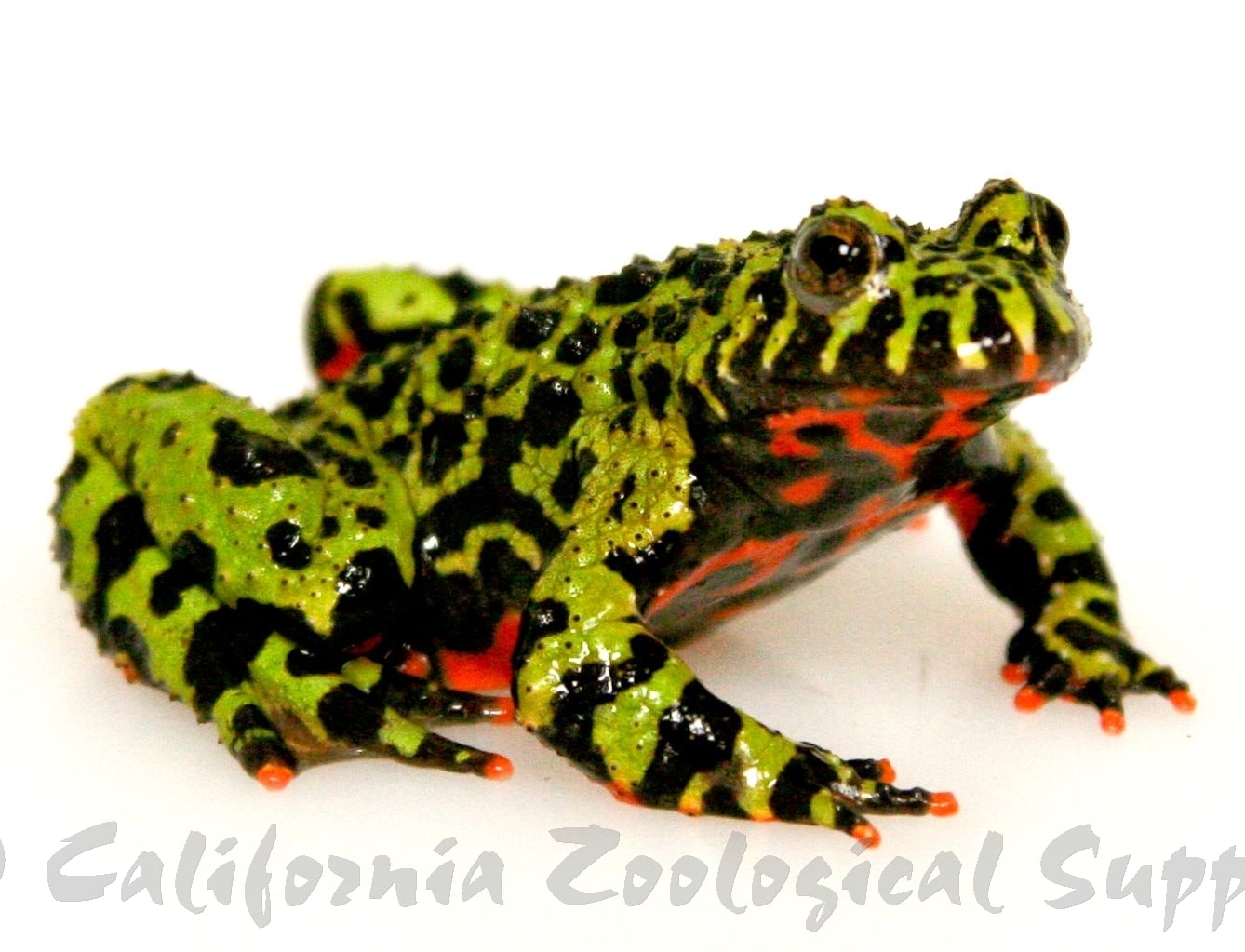 Toad FireBelly01, Cal Zoo photo archive