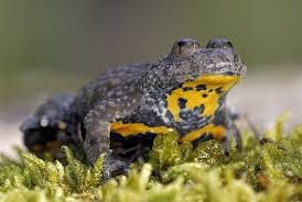 Toad Yellow Belly 1, Cal Zoo photo archive