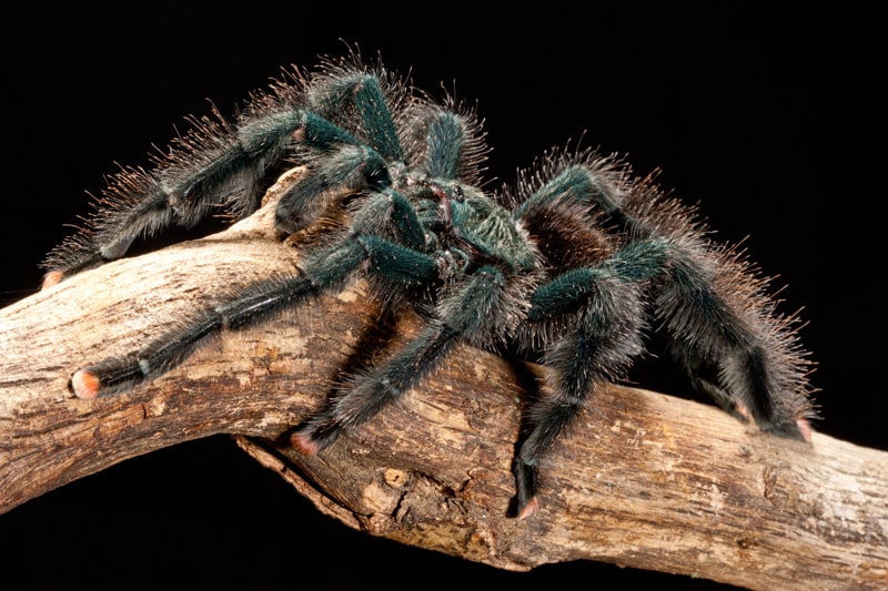 Tarantula Photo 027 Guyana Pink Toe, Cal Zoo photo archive