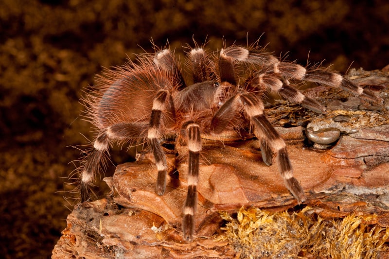 Tarantula Photo 051 Brazil White Black Tarantula, Cal Zoo photo archive