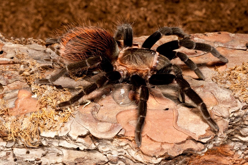 Tarantula Photo 073 Red Rump Tarantula 2, Cal Zoo photo archive