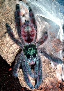 Aviculariaversicolor, Cal Zoo photo archive