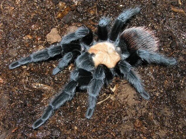 Brachypelmaalbiceps, Cal Zoo photo archive
