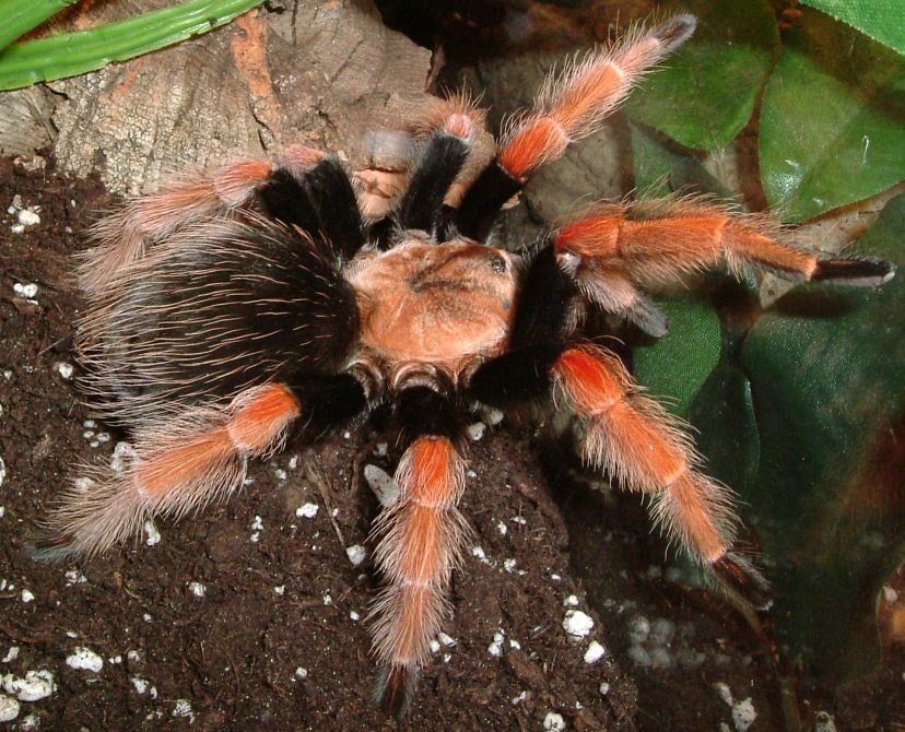 Brachypelmaboehmei, Cal Zoo photo archive